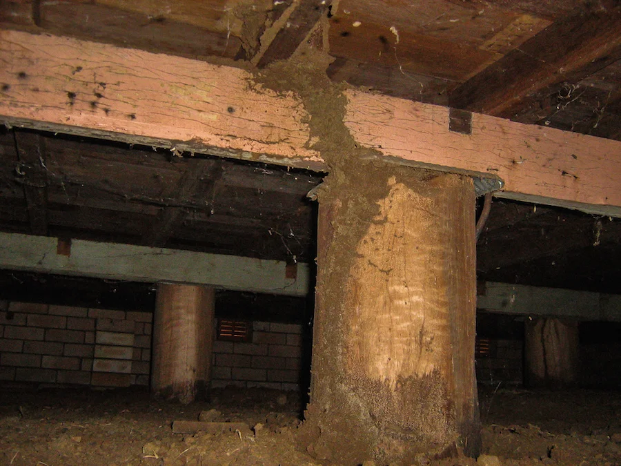 Termite treatments — Pest Options